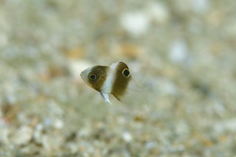 ダンダラスズメダイ