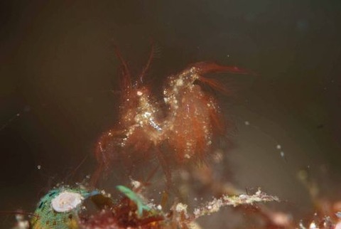 フィコカリス・シムランス