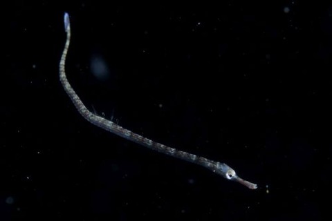 刺激的な水中生物