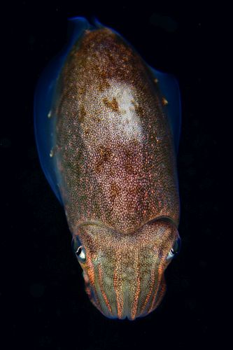 刺激的な水中生物