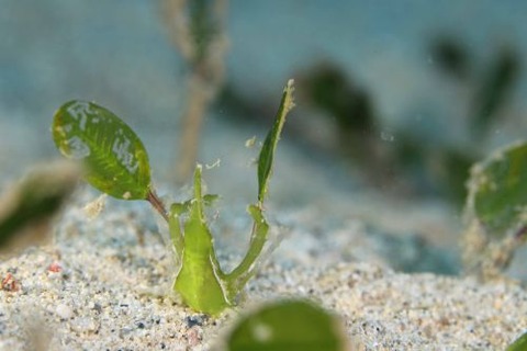 コノハガニのなかま