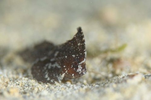 ツマジロオコゼ