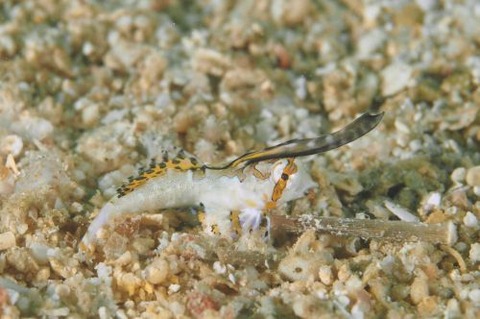 イッポンテグリ