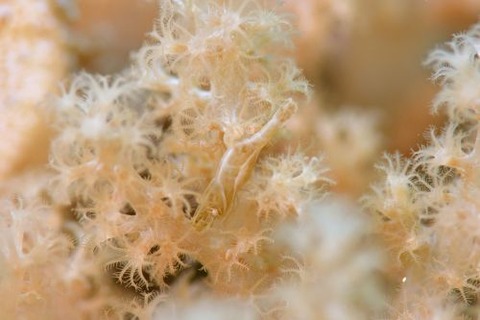 カクレモエビ属の1種