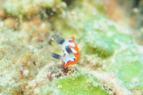 フジナミウミウシ