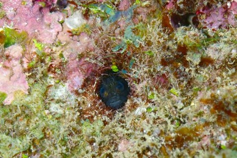 ハダカコケギンポ