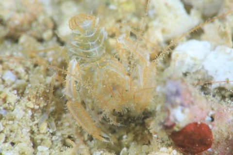 サンゴヒメエビ