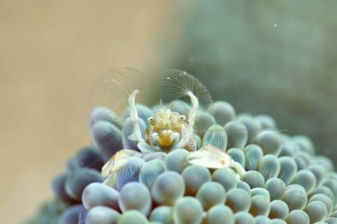 アカホシカニダマシ