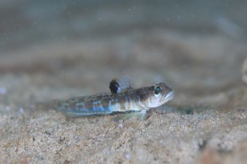 ゼータサルハゼ