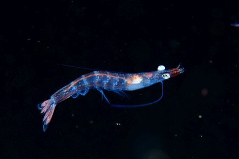 刺激的な水中生物