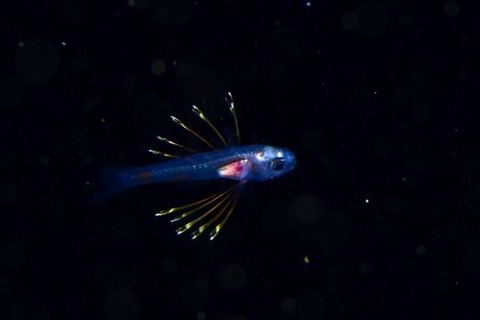 刺激的な水中生物