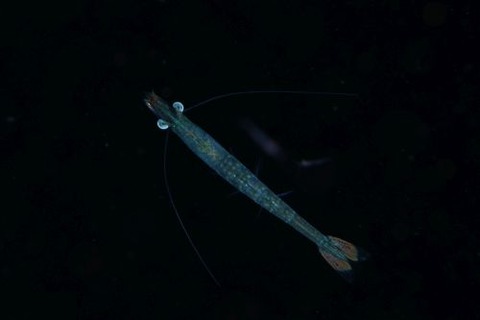 刺激的な水中生物