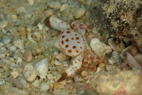 オウギガニ科の1種