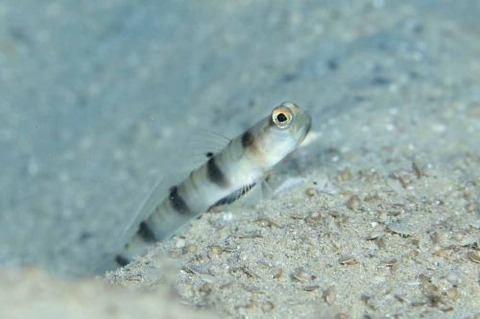 ニュウドウダテハゼ