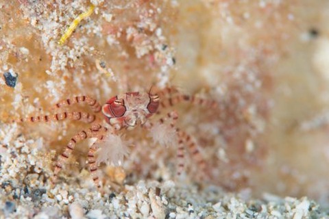 キンチャクガニ