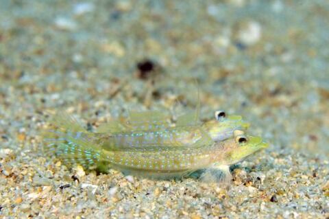 イトヒキヌメリ属の1種