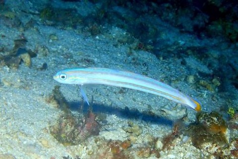 スジクロユリハゼ