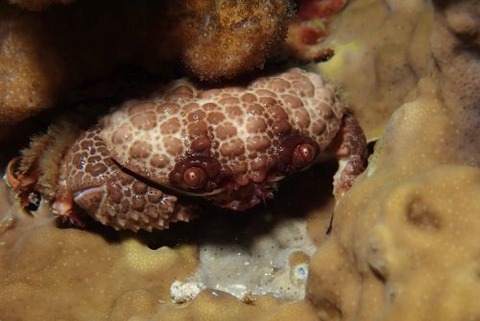 オウギガニ科の1種