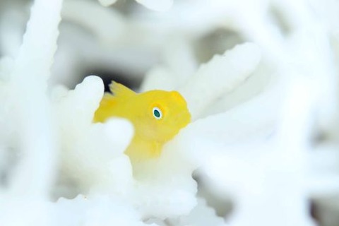 アカネダルマハゼ