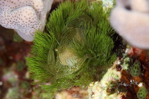 マルトサカガザミ