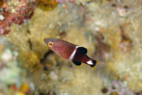 タキベラ