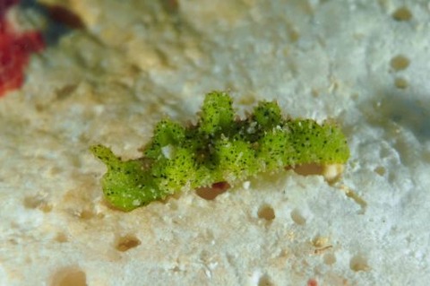 ウミウシ不明種