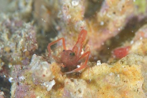 ユウギリスベスベオトヒメエビ