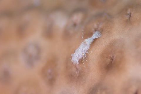 カクレモエビ属の1種