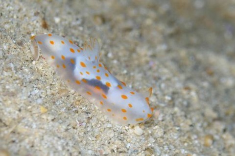 キヌハダウミウシ属の1種