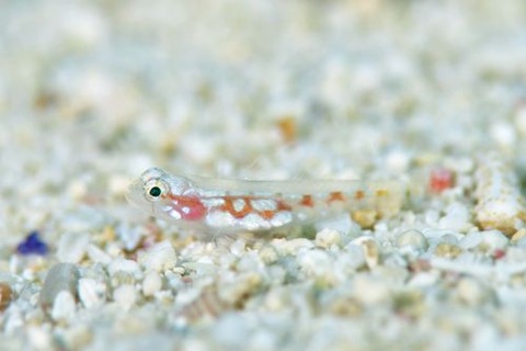 シズクイソハゼ