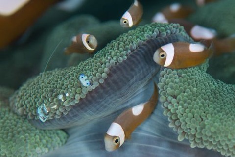 トウアカクマノミ