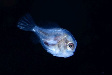 刺激的な水中生物