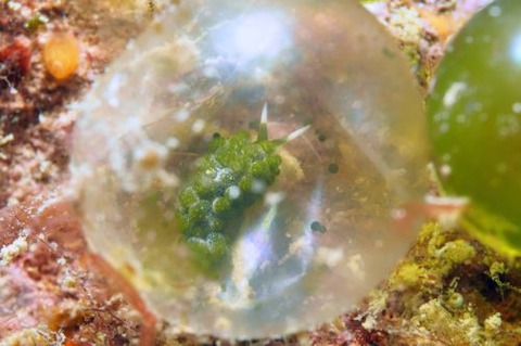 バロニアモウミウシ