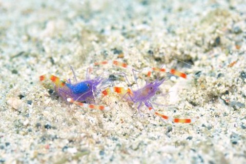 バイオレットボクサーシュリンプ