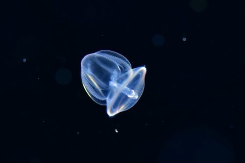 刺激的な水中生物
