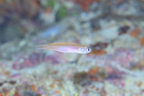 カグヤヒメハゼ