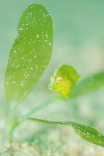 セダカカワハギ