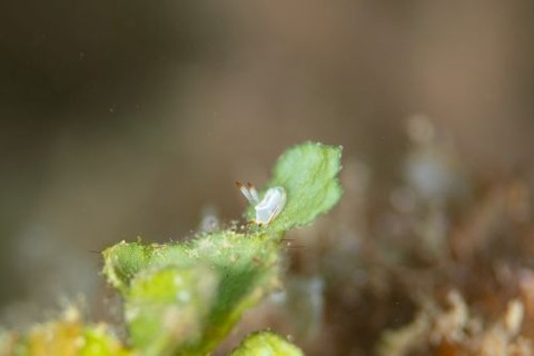 ネコジタウミウシ属の1種