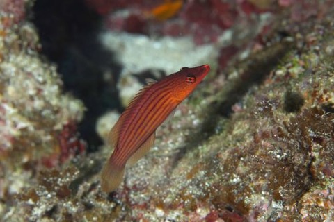 ヤスジニセモチノウオ