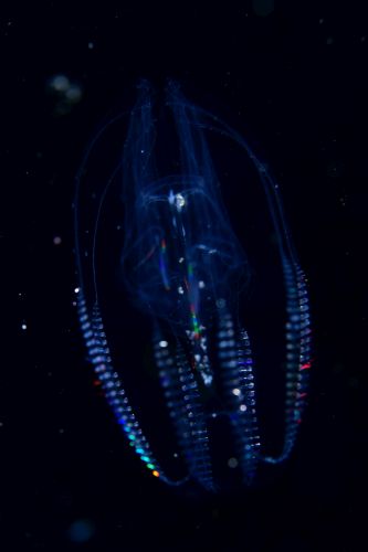 刺激的な水中生物