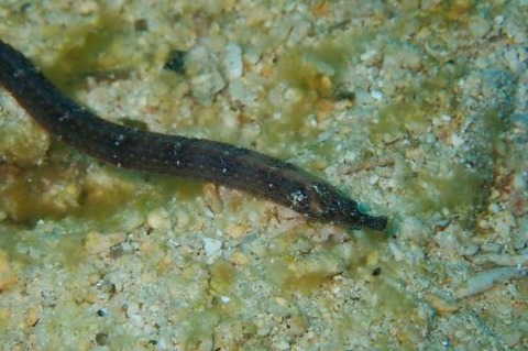 ハチジョウボウヨウジ