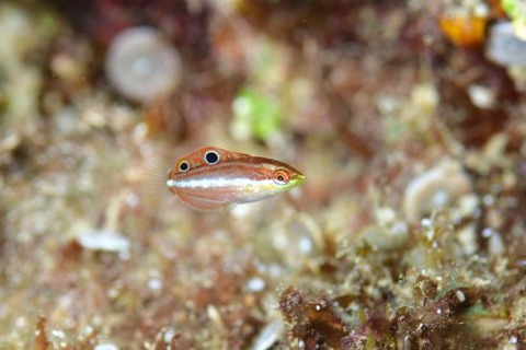 ニシキキュウセン