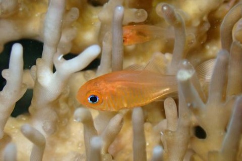 セノウヒカリイシモチ