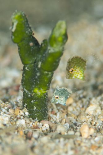 セダカカワハギ