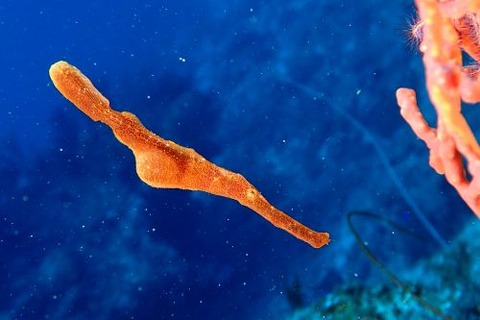 Solenostomus halimeda