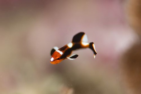 ヒレグロコショウダイ