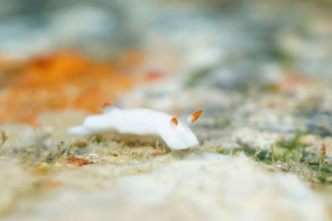 シロウサギウミウシ