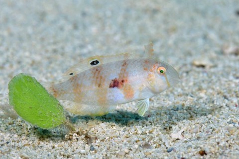 ヒノマルテンス