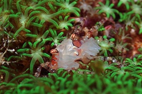 キンチャクガニ