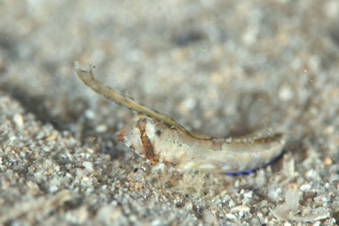 イッポンテグリ